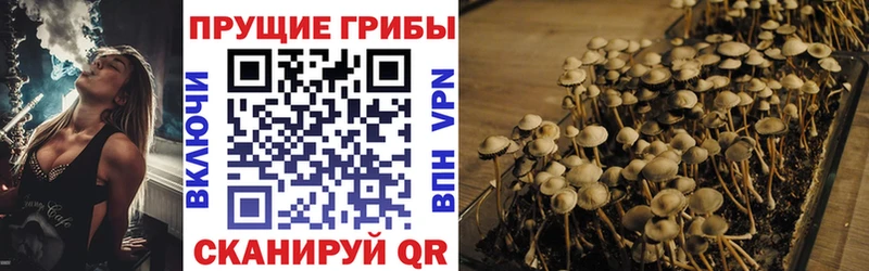 Галлюциногенные грибы Psilocybe  Купить закладки  Горно-Алтайск 